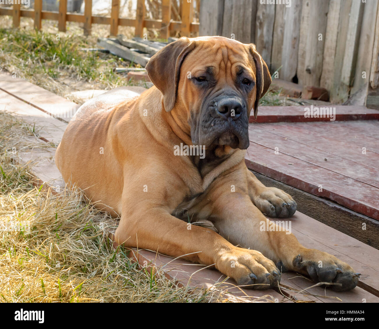 Hund Boerboel / Boerbull / südafrikanische Mastiff Stockfoto, Bild