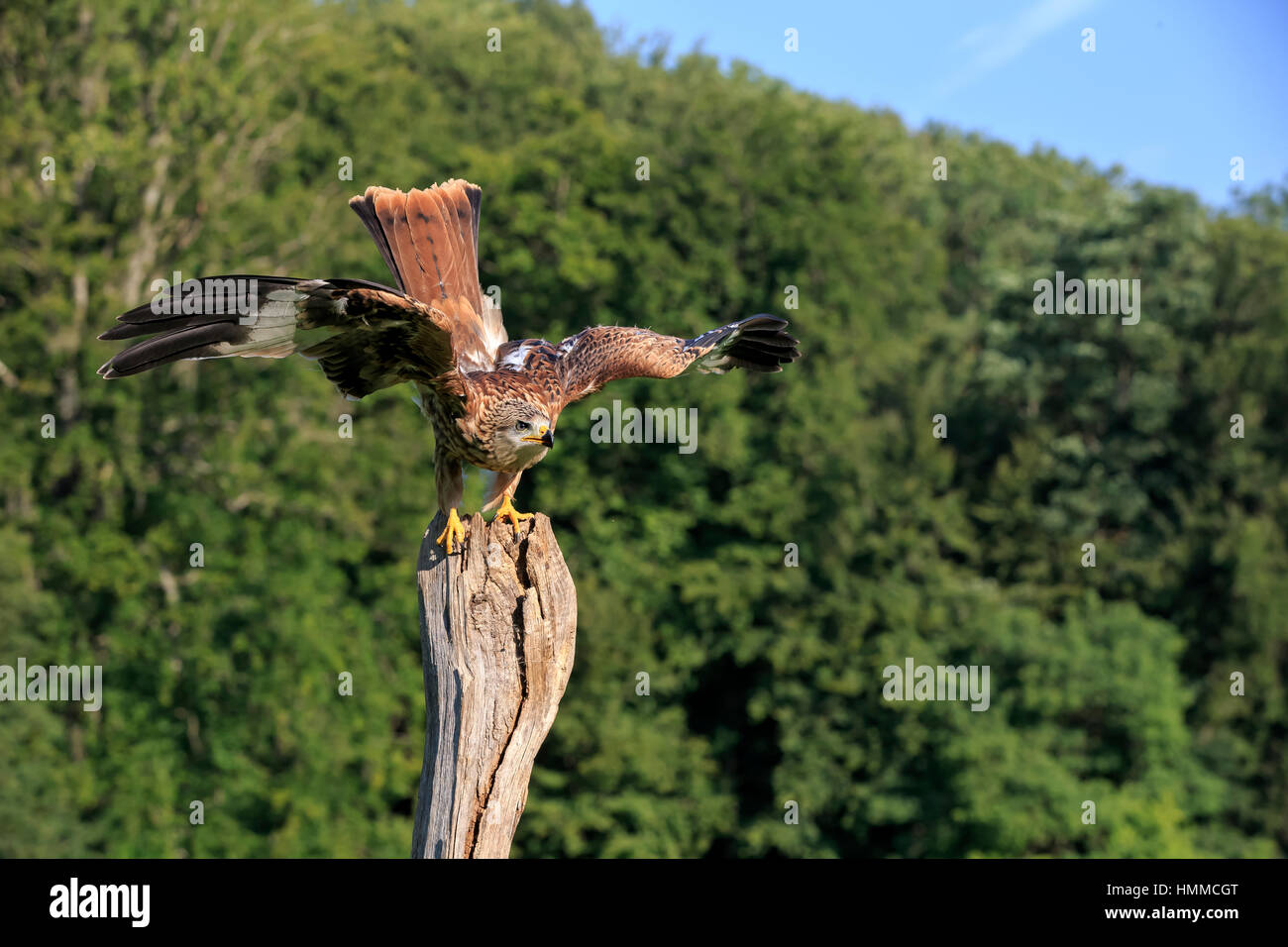 Rotmilan, (Milvus Milvus), Erwachsene auf AST breitet Flügel, Pelm, Kasselburg, Eifel, Deutschland, Europa Stockfoto