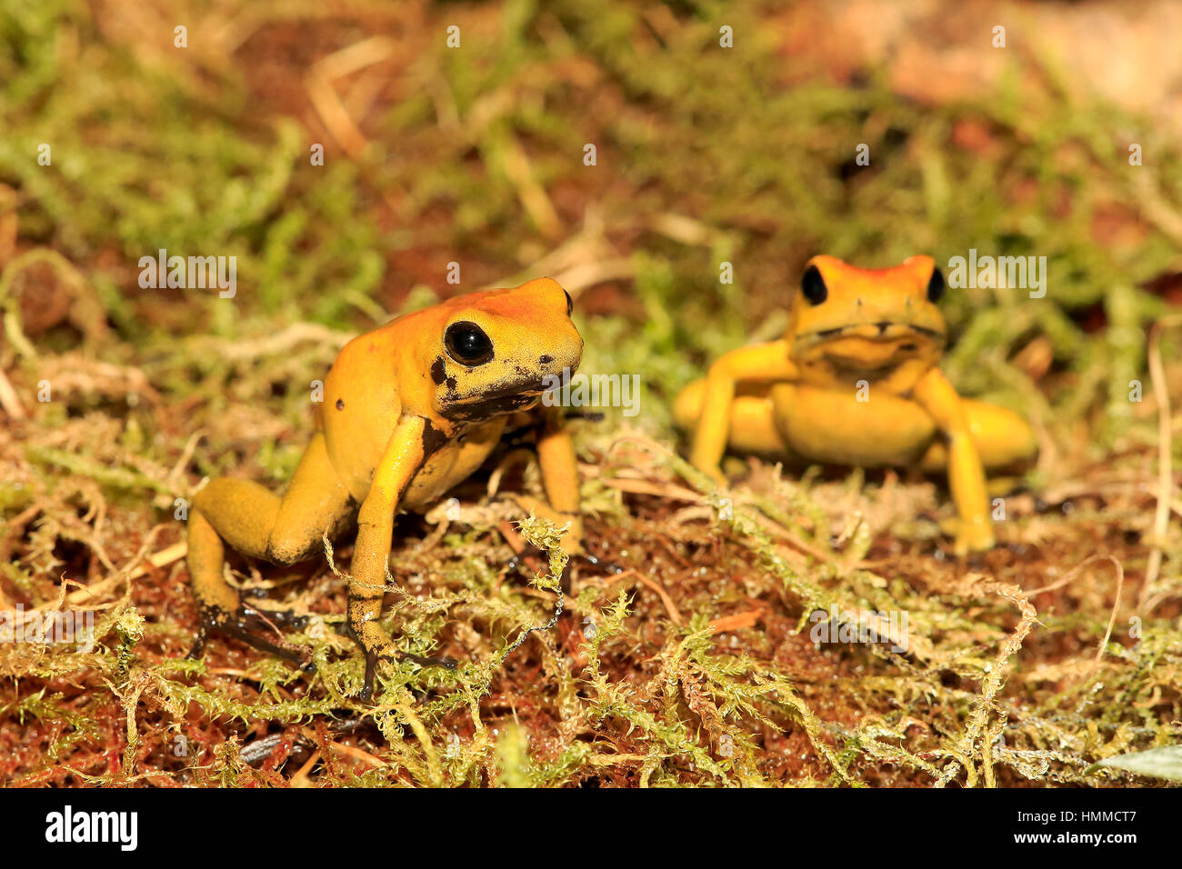 Schwarz Legged Dart Frog, (Phyllobates bicolor), zwei Erwachsene Warnung, Südamerika Stockfoto