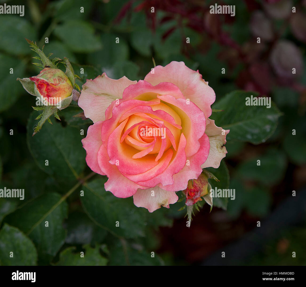 Zart rosa rose Kopf auf Blätter Hintergrund Stockfoto