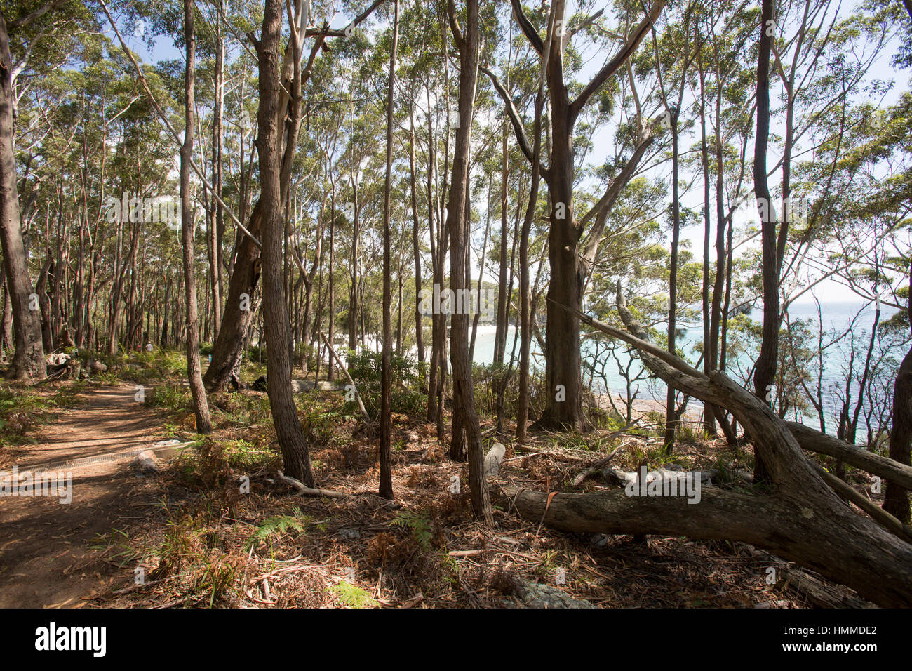 White Sands Walk zwischen Hyams Beach und Greenfield Beach an der südlichen Küste von New South Wales, Jervis Bay, Australien Stockfoto