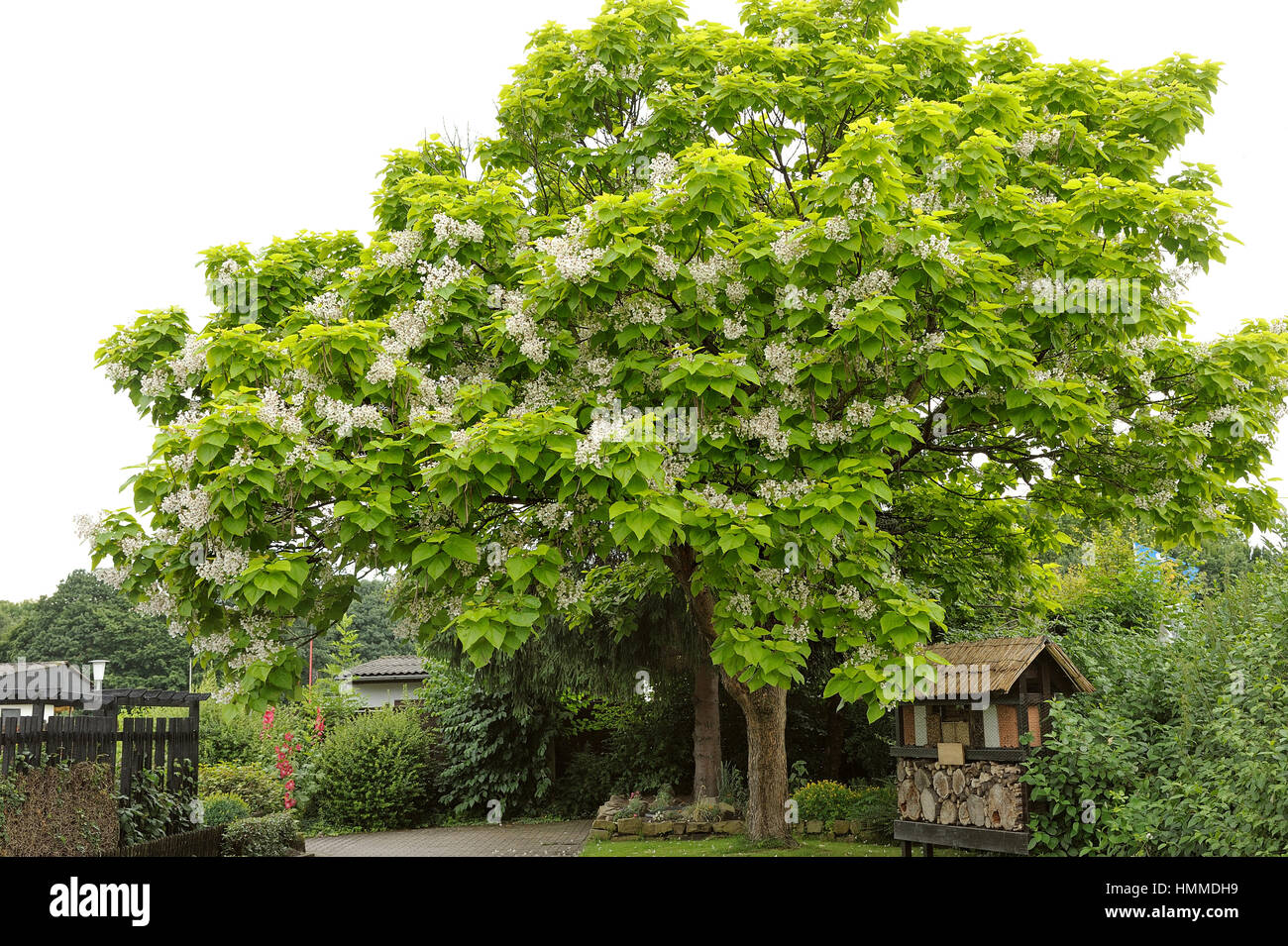 Baum mit großen weißen Blüten Catalpa Bignonioides Stockfotografie Alamy