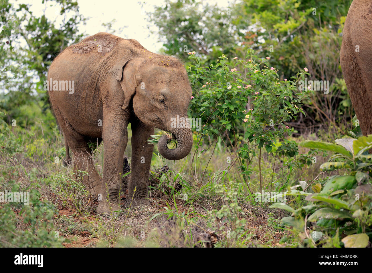 Sri Lankan Elefant (Elephas Maximus Maximus), Asiatischer Elefant, jungen füttern, Udawalawe Nationalpark, Sri Lanka, Asien Stockfoto