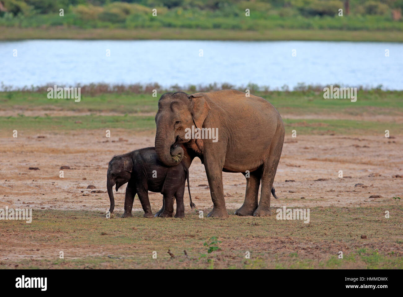 Sri Lankan Elefant (Elephas Maximus Maximus), Asiatischer Elefant, Mutter mit jungen füttern, Yala Nationalpark, Sri Lanka, Asien Stockfoto