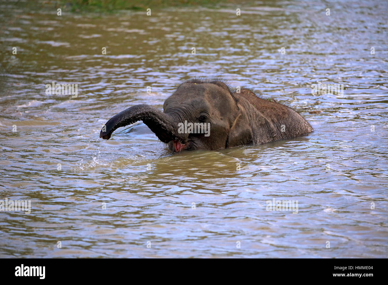 Sri Lankan Elefant (Elephas Maximus Maximus), Asiatischer Elefant, junge Kreuzung Wasser, Yala Nationalpark, Sri Lanka, Asien Stockfoto