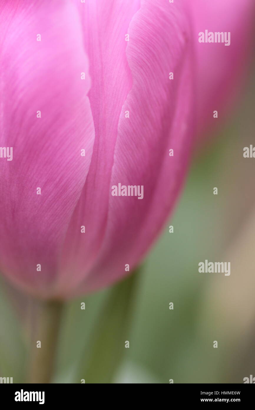 Flachen Fokus auf rosa Tulpe Stockfoto