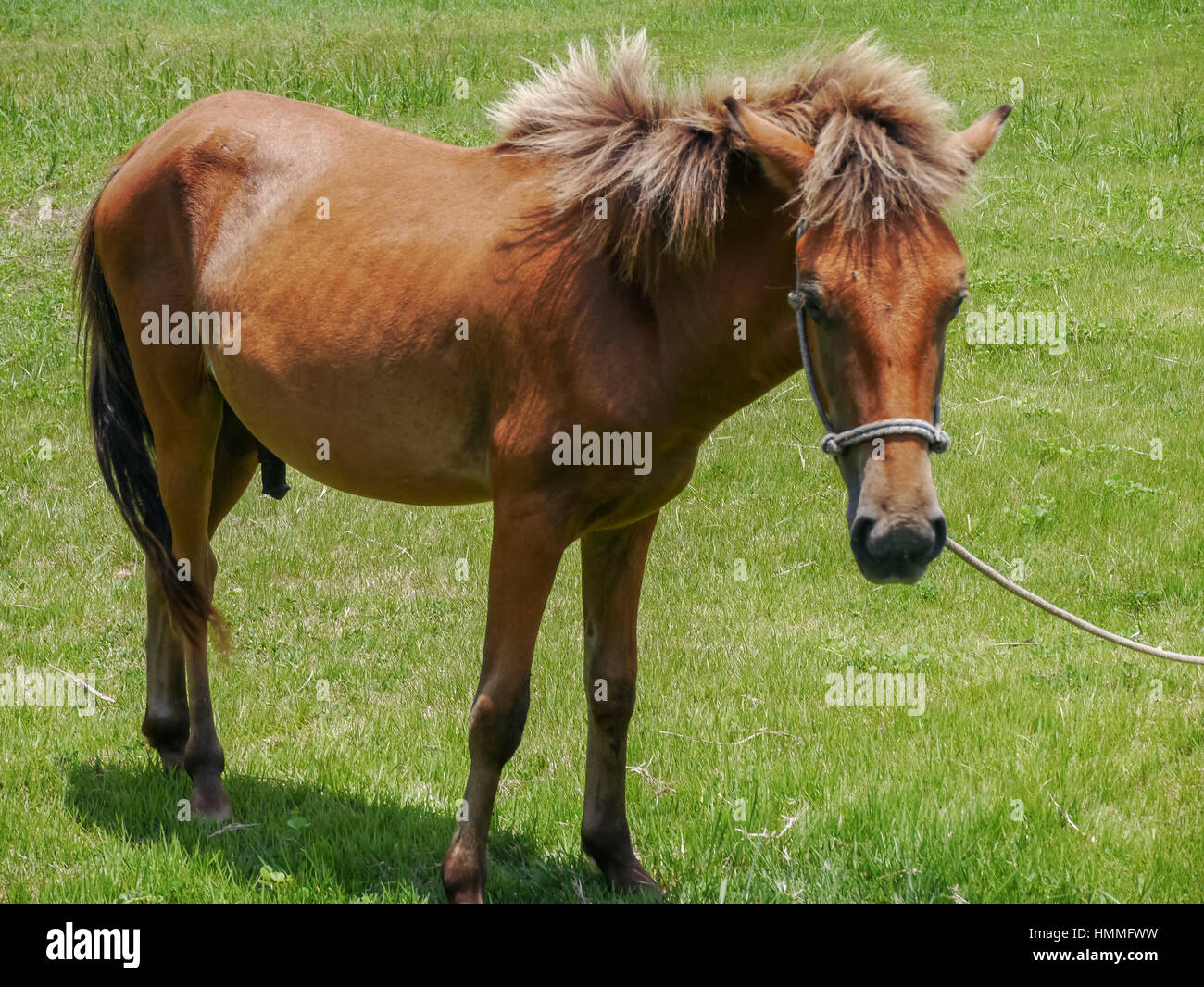 Yonaguni Pferd, einheimische Rasse auf die Insel Yonaguni, Westgrenze Insel Japans. Es ist ein Teil von Okinawa. Stockfoto