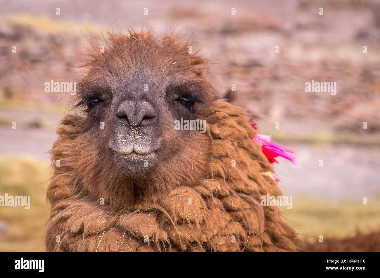 Lama-Alpaka-Porträt Stockfoto