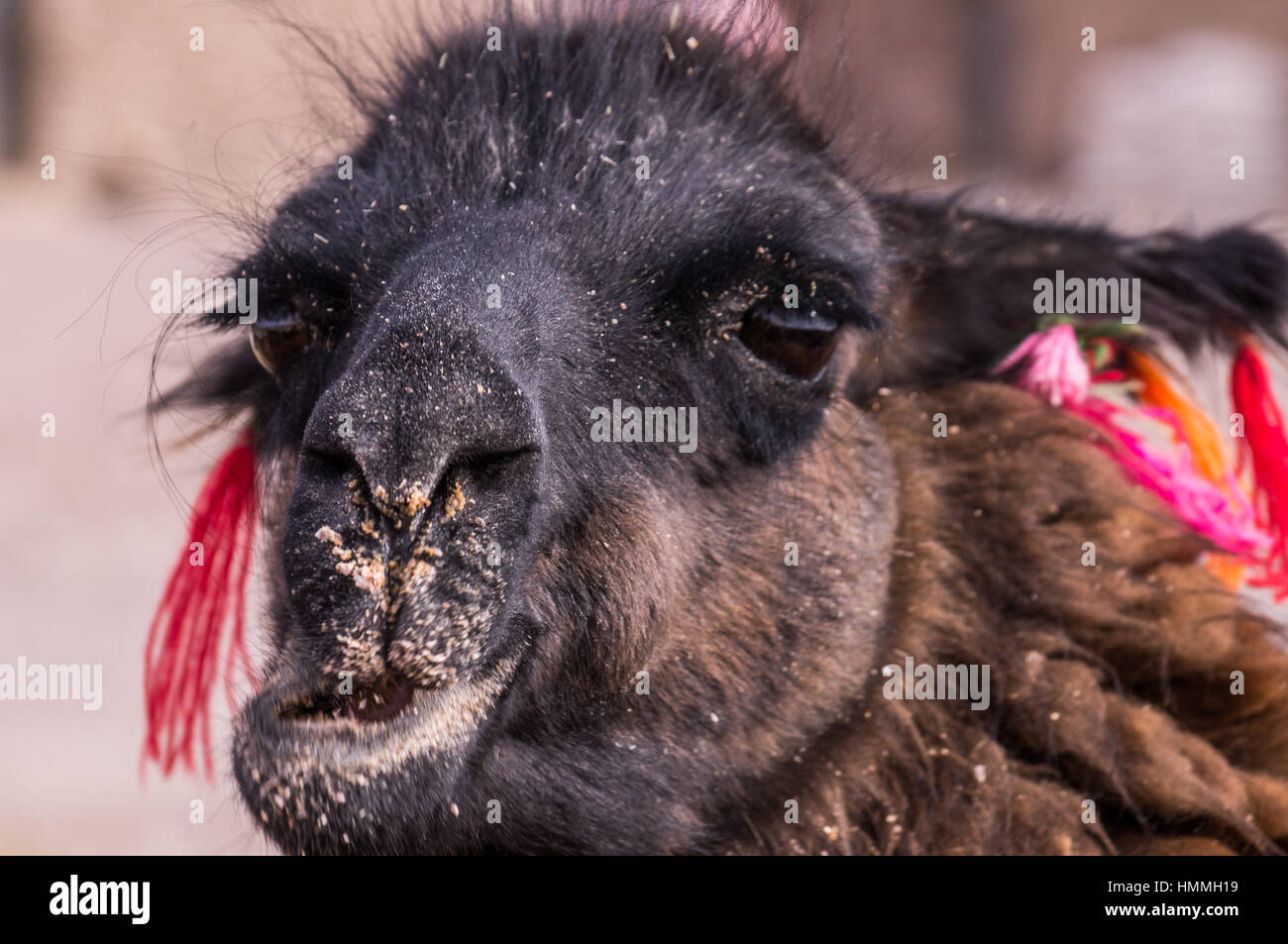 Lama Alpaka Porträt kauen Stockfoto