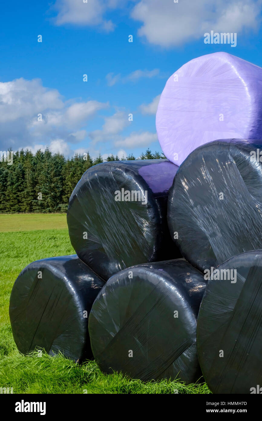 Ballen verpackt in Kunststoff-Abdeckungen Stockfoto