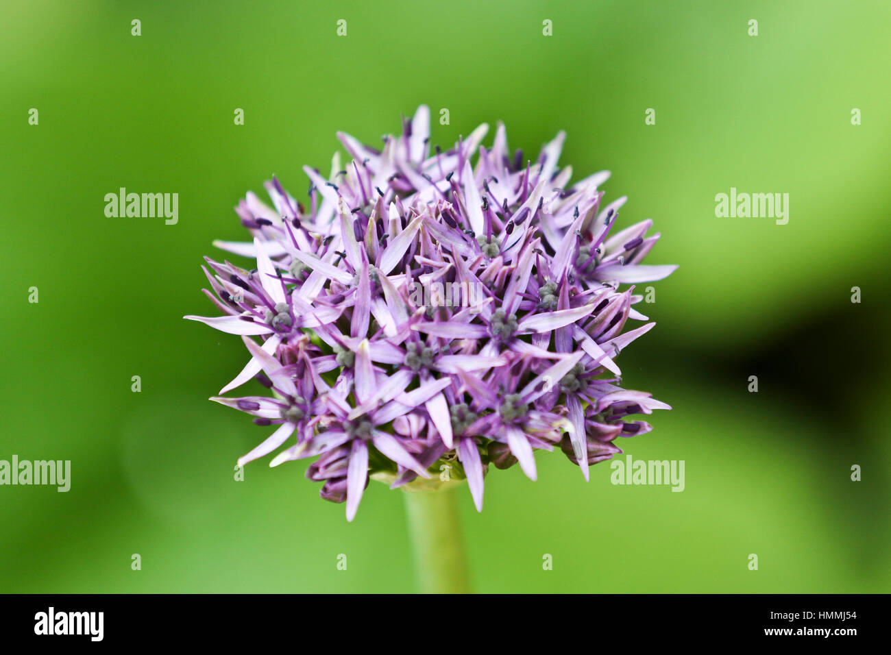 Allium Stockfoto