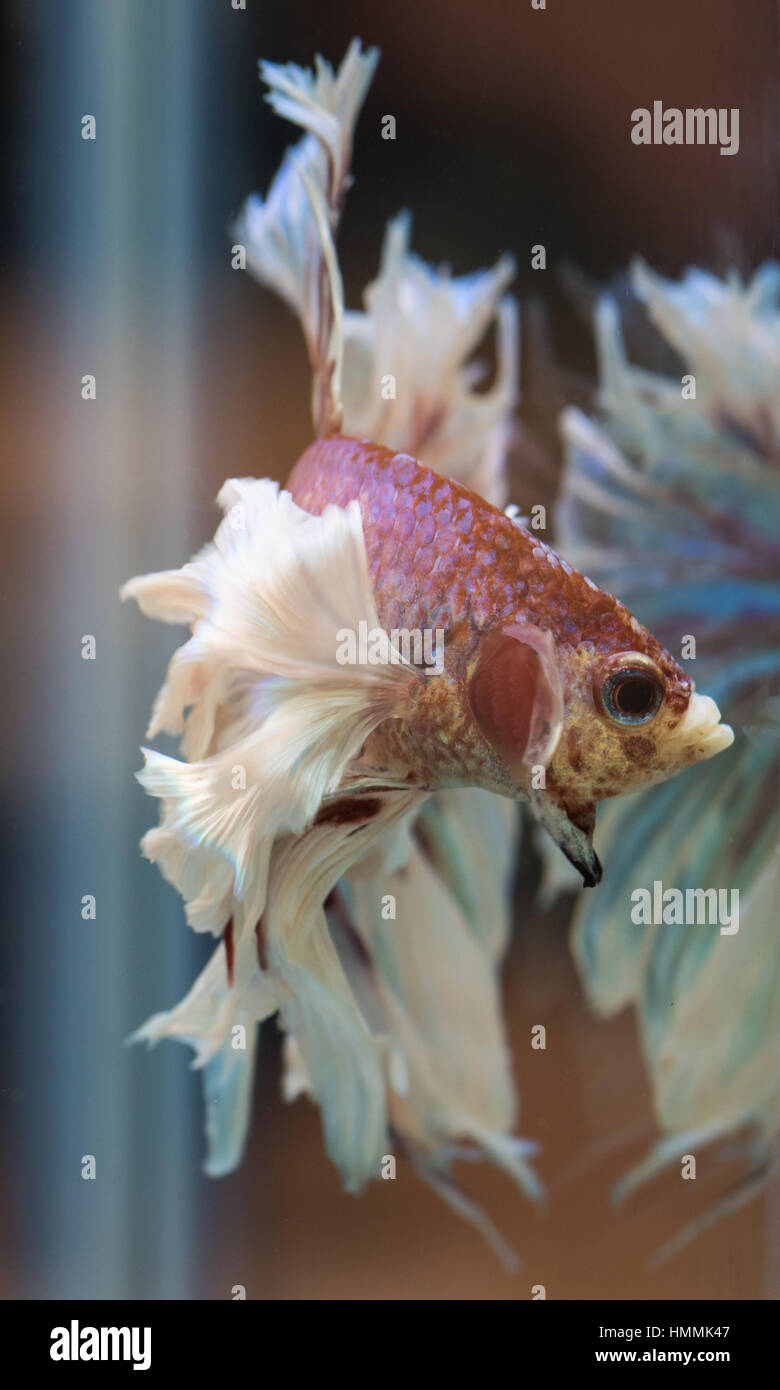 Betta Splendens (siamesische Kampffische). Lavendel Halbmond Dumbo männlich, "Abfackeln" auf sein Spiegelbild. Stockfoto