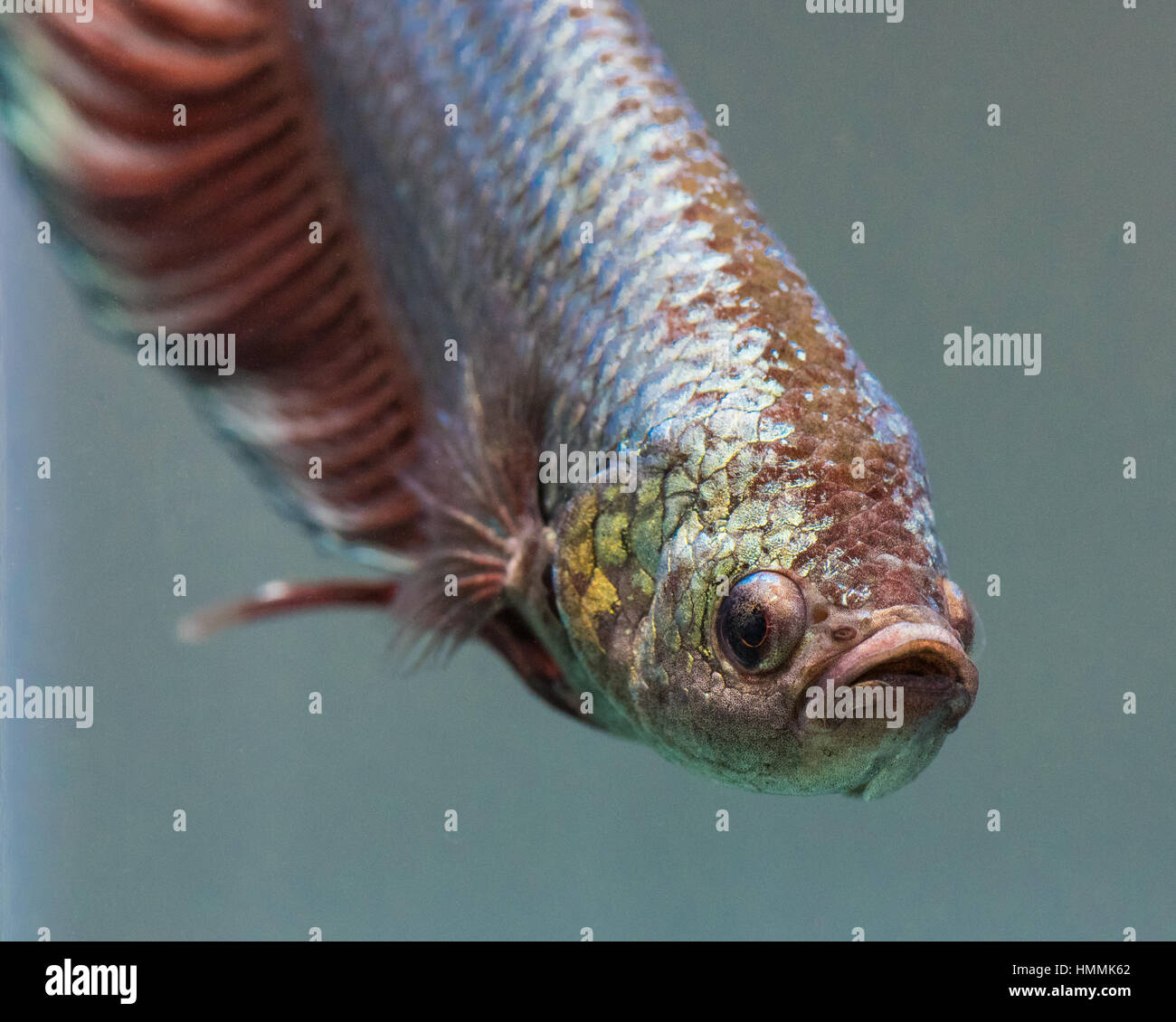 Betta Splendens (siamesische Kampffische). Riesige männliche Half Moon Plakat. Stockfoto