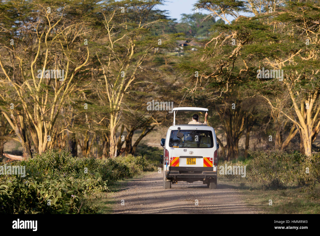 Naivasha, Kenia - Februar 9: Safari Auto in Nakuru Nationalpark in Kenia am 9. Februar 2013 Stockfoto