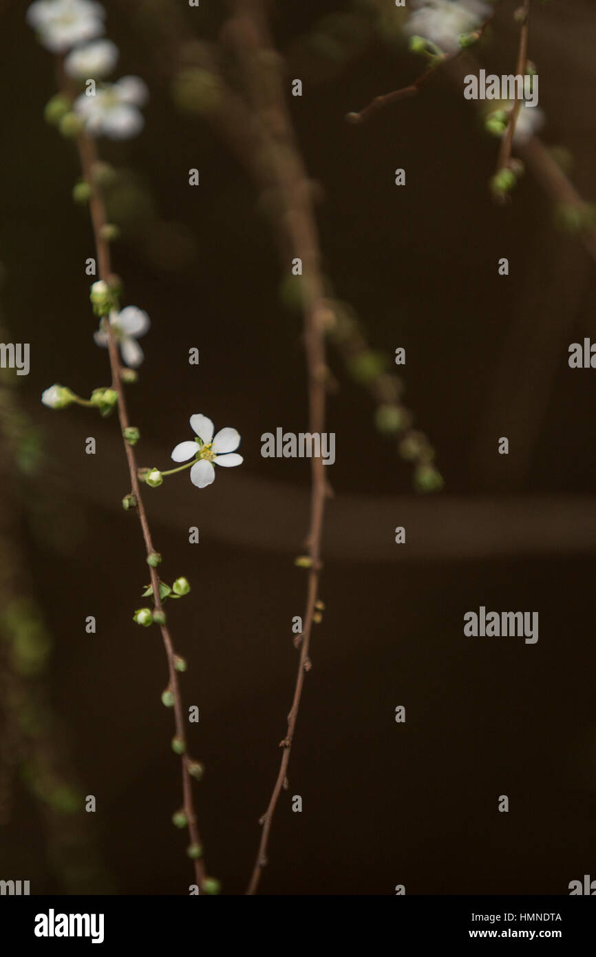 Vining blume Fotos und Bildmaterial in hoher Auflösung Alamy