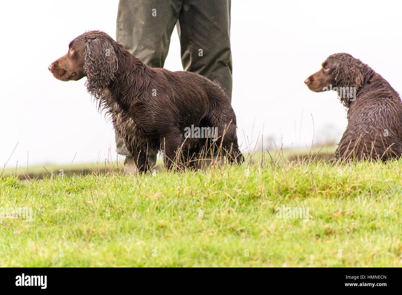 2 nasse Cocker Spaniel warten gespannt Stockfoto