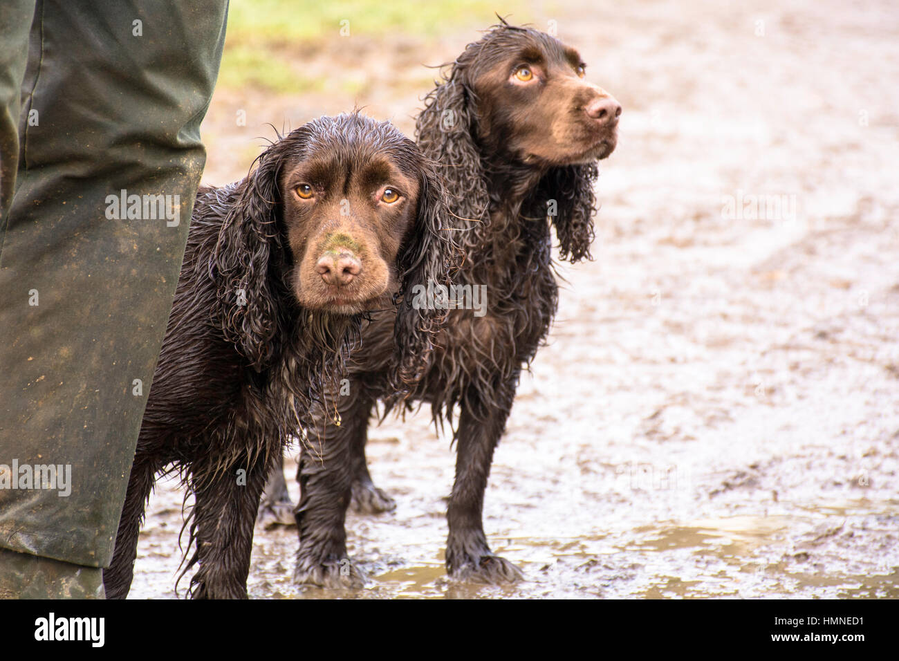 2 nasse Cocker Spaniels hinter Besitzer Stockfoto
