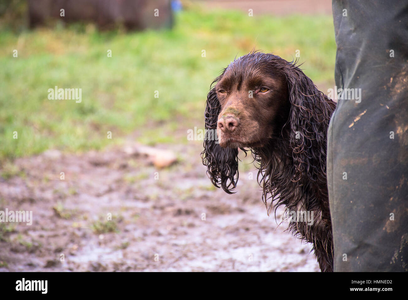 eine nasse Cocker spaniel Stockfoto
