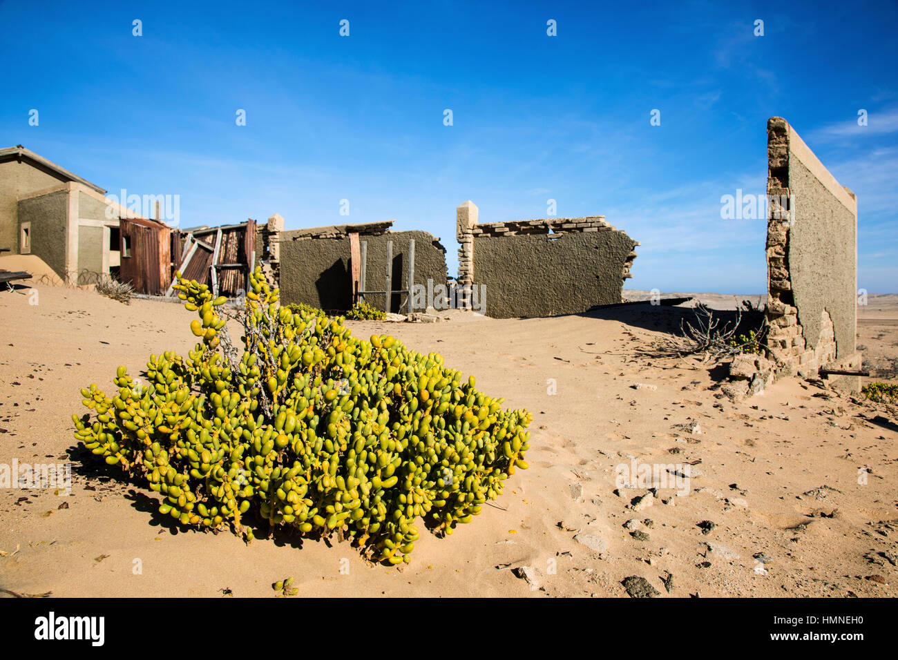 Sukkulente pflanze Augea capensis, Kolmanskuppe, Kolmannskuppe, Ghost Town, Wüste Namib, Namibia, Afrika, von Monika Hrdinova/Dembinsky Foto Assoc Stockfoto