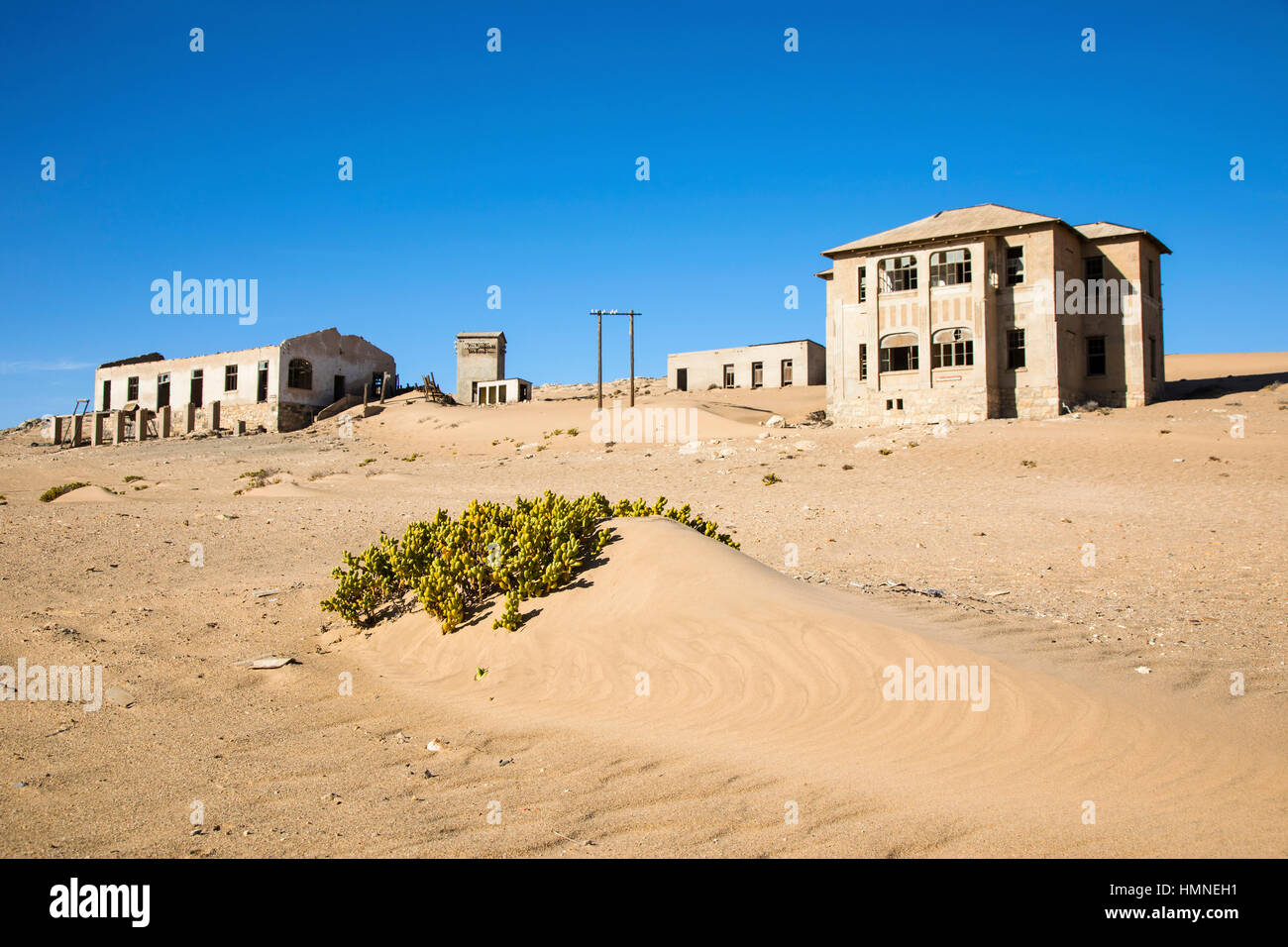 Sukkulente Augea Capensis, Kolmanskop, Colemans Hügel, Kolmannskuppe, Ghost Town, Namib-Wüste, Südliches Namibia, Afrika Stockfoto