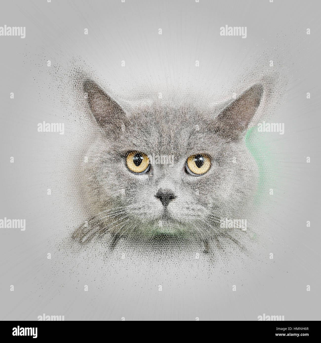 Digital Imagegewinn einer majestätischen Britisch Kurzhaar (AKA britische blau) Katze auf grünen Kissen Stockfoto