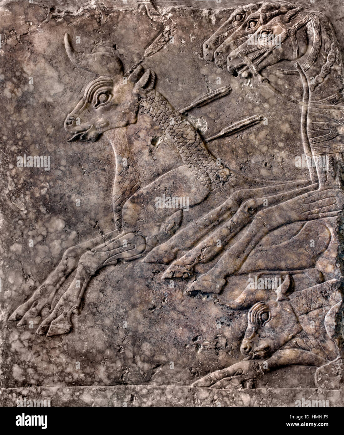 Royal Bull Jagd. Palast Relief Alabaster 695 BC. Antike assyrische Stadt Ninive, oberen Mesopotamien (Irak Mosul) Hauptstadt Neo-Assyrian Reich, (Assyrien 2500 – 612 v. Chr.) Stockfoto