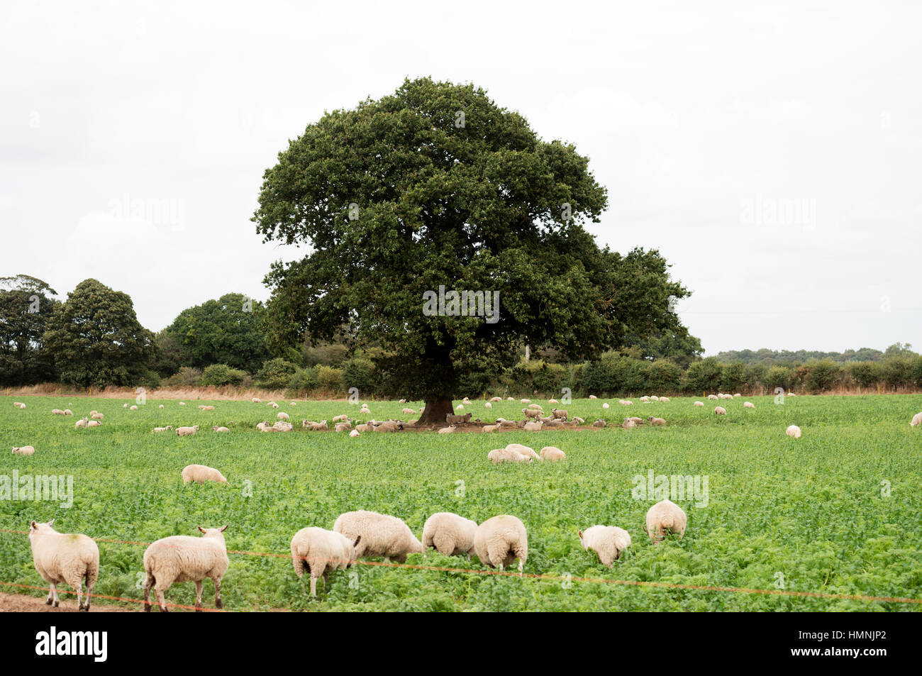 Schafe weiden, Shottisham, Suffolk, UK. Stockfoto