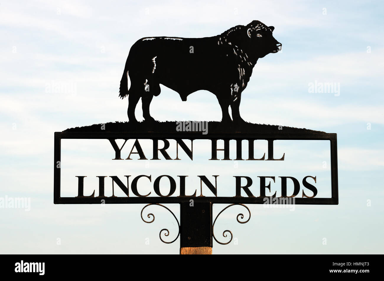 Melden Sie Garn Hill Lincoln Reds Rinder Stockfoto