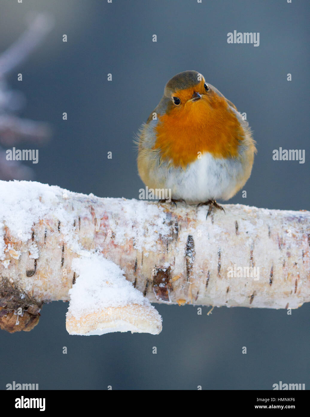 Robin saß auf Silver Birch Zweig mit Pilz auf im Schnee Stockfoto