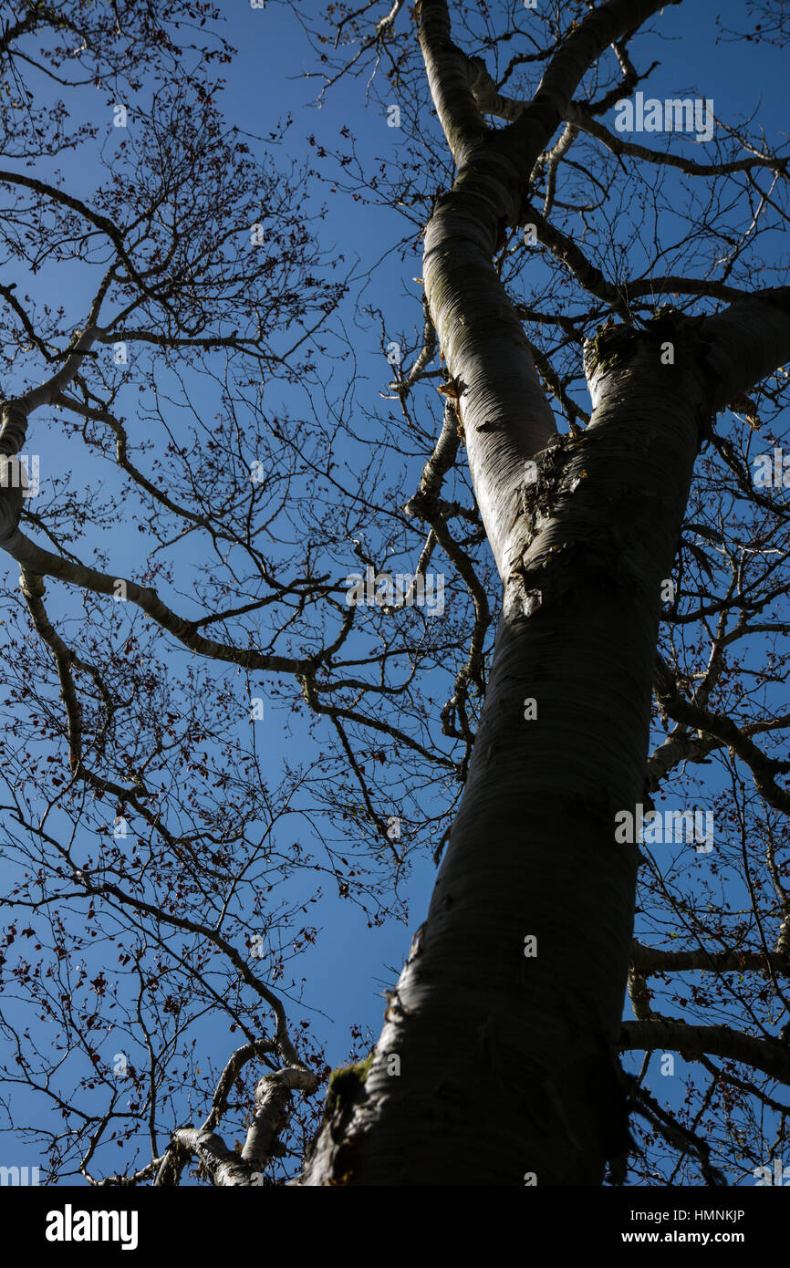 Birke (Betula Utilis Jacquemontii) mit blauem Himmel Stockfoto