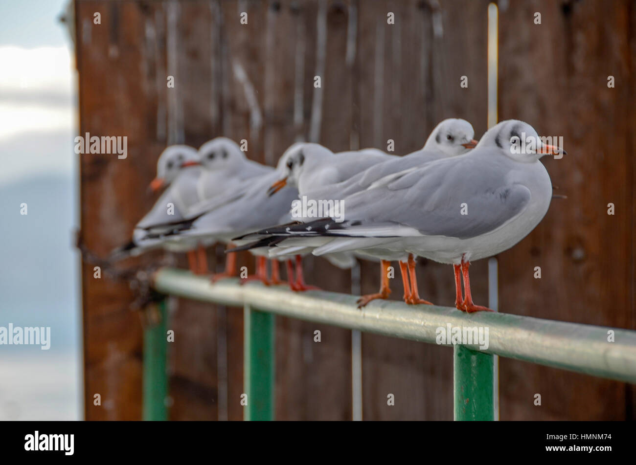 Möwe Vögel - Möwen in Zeile Stockfoto