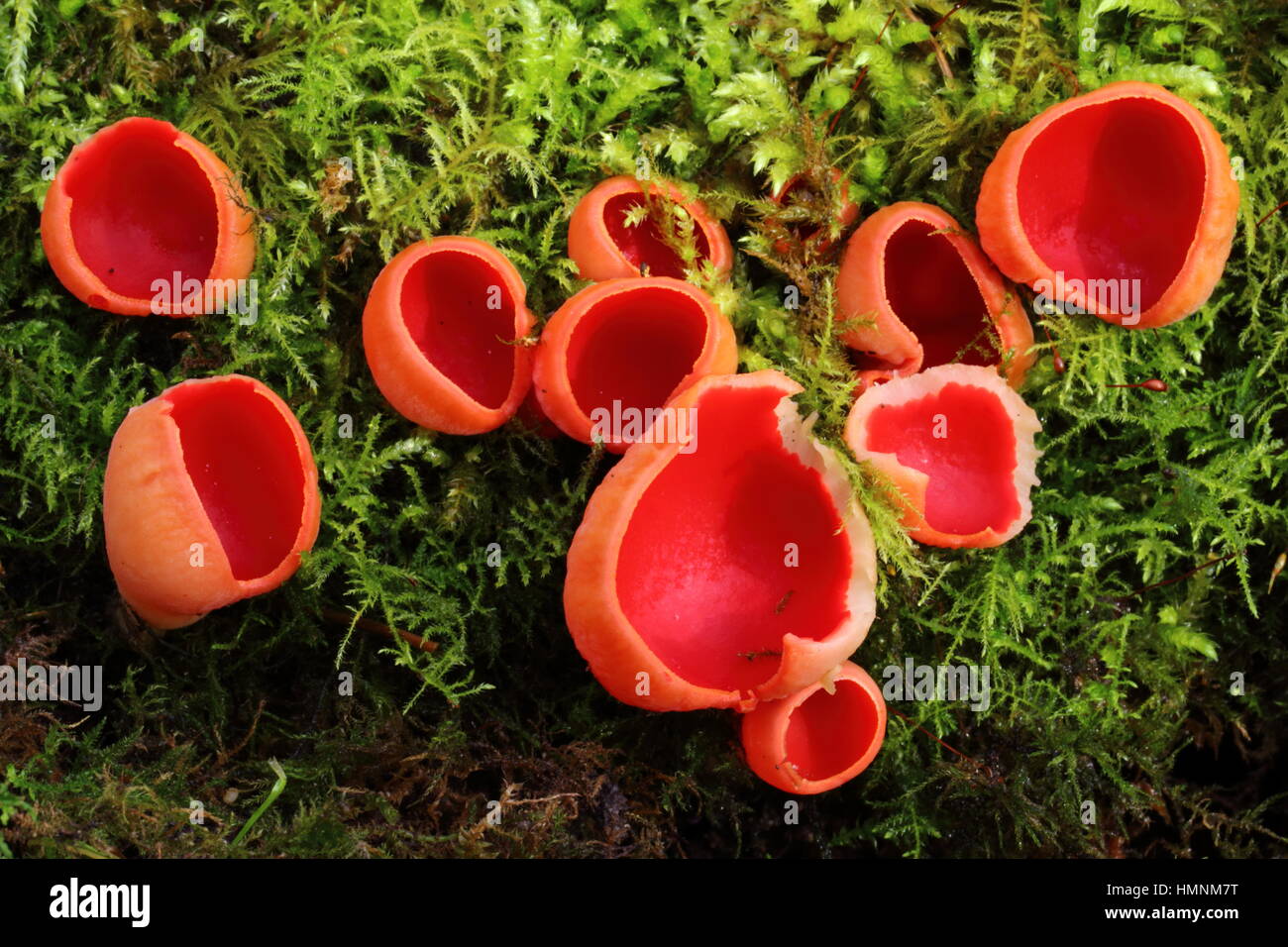 Scharlachrote Elf Cup auf Moos Stockfoto