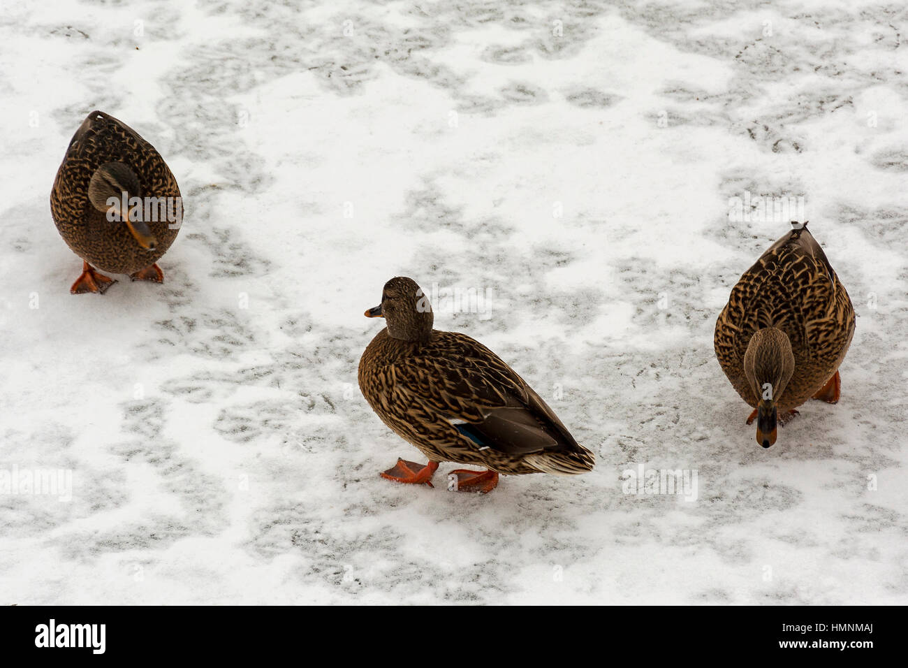 Auf dem weißen Schnee, es gibt drei wilden etki auf der Suche nach Essen Stockfoto