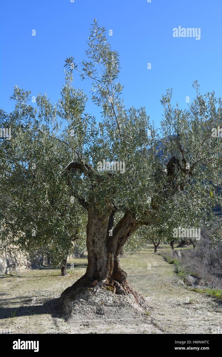 Olivenbaum, Olea Europaea, wachsen auf einem terrassierten Hgel in der  Nhe von Famorca, Provinz Alicante, Comunidad Valenciana, Spanien  Stockfotografie - Alamy