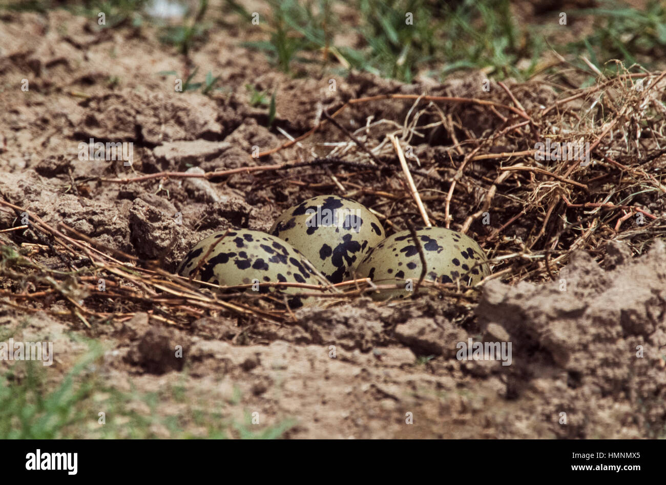 Schwarzflügelige Neigung, Himantopus himantopus, Eier im Nest kratzen auf dem Boden, Rajasthan, Indien Stockfoto