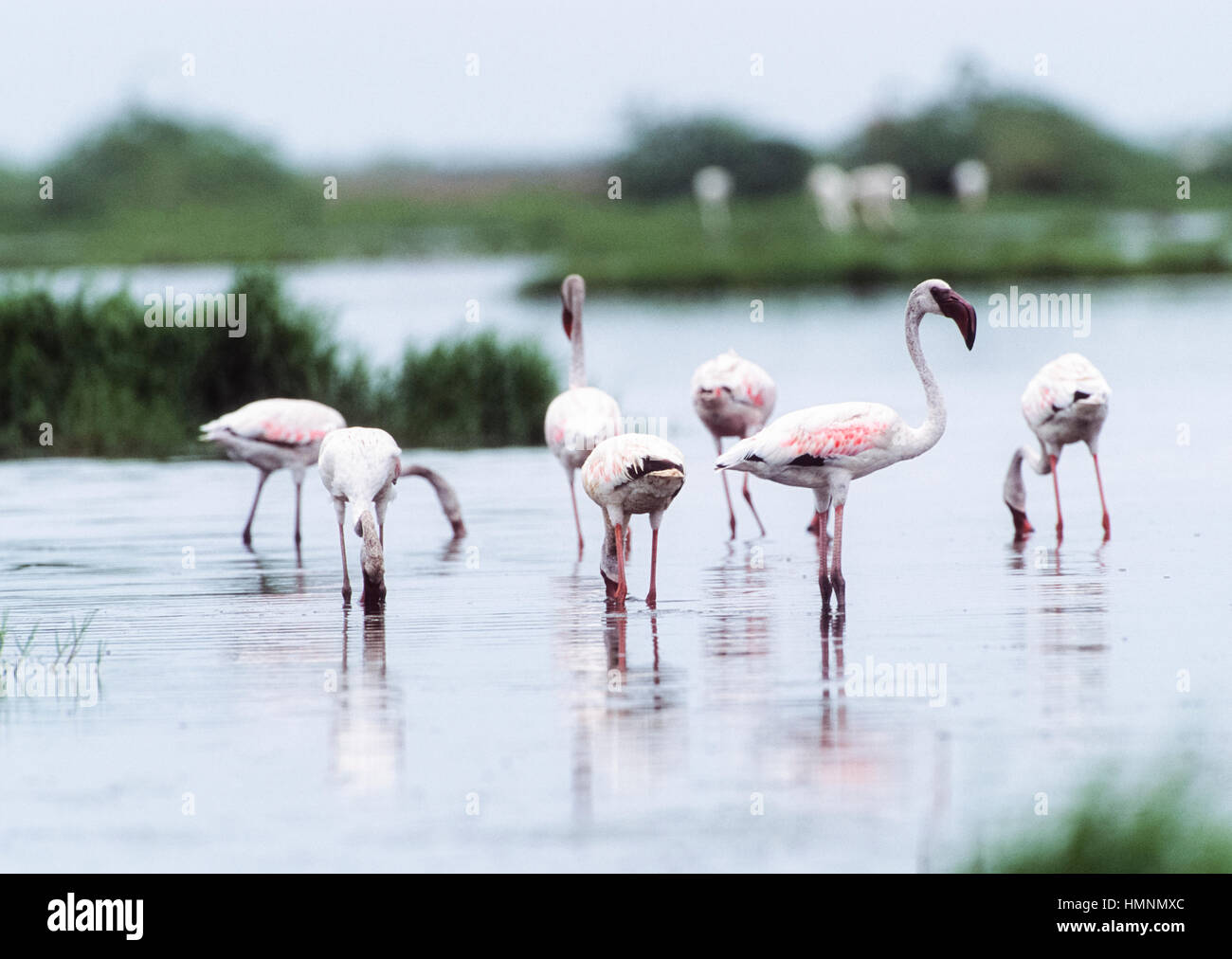 Größere Flamingo,(Phoenicopterus roseus), Velavadar Nationalpark, Velavadar, Gujarat, Indien Stockfoto