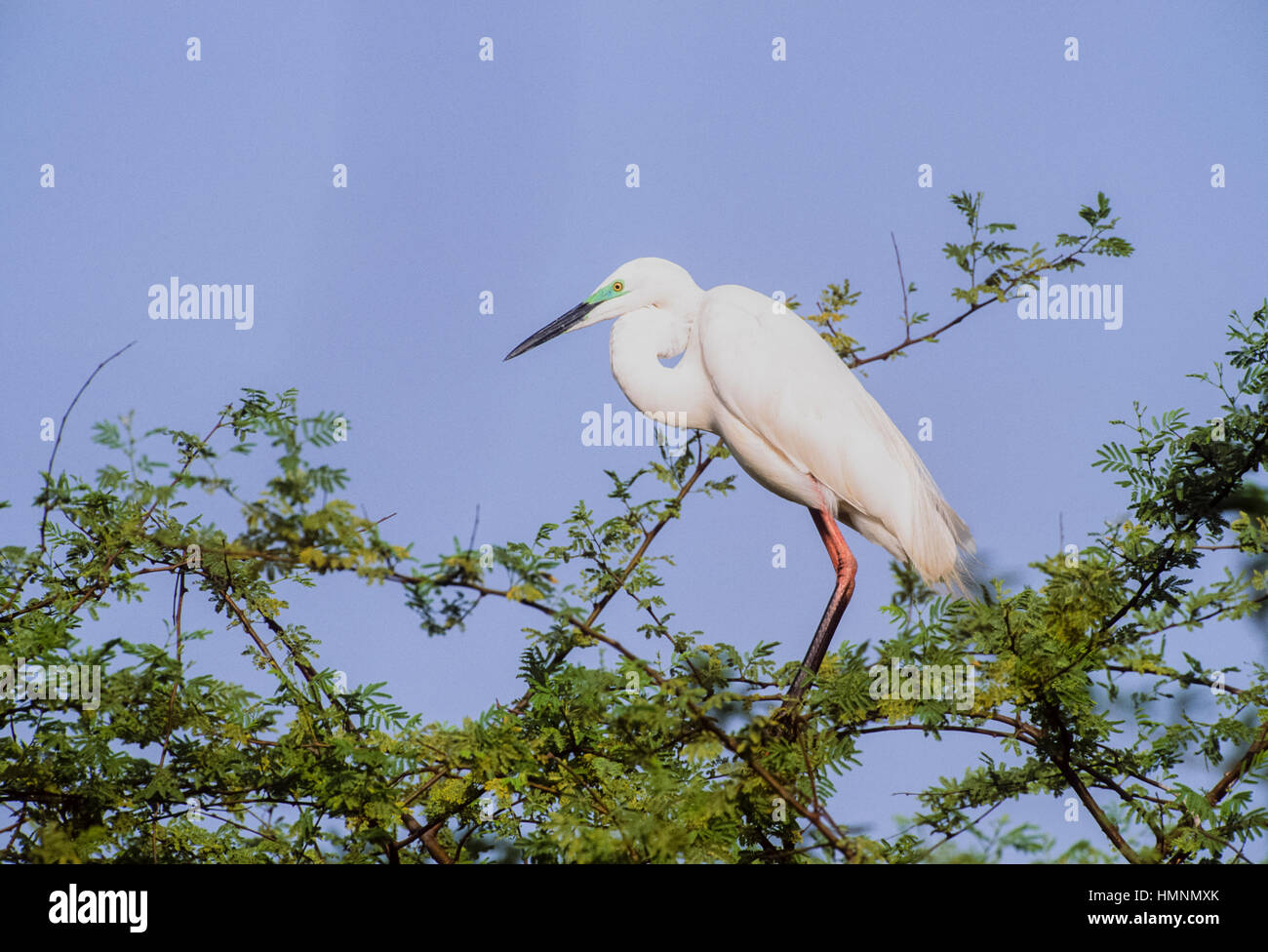 Egret, (Mesophoyx Intermedia), Mittelstufe Altvogel mit Zucht Gefieder, Keoladeo Ghana Nationalpark, Bharatpur, Rajasthan, Indien Stockfoto