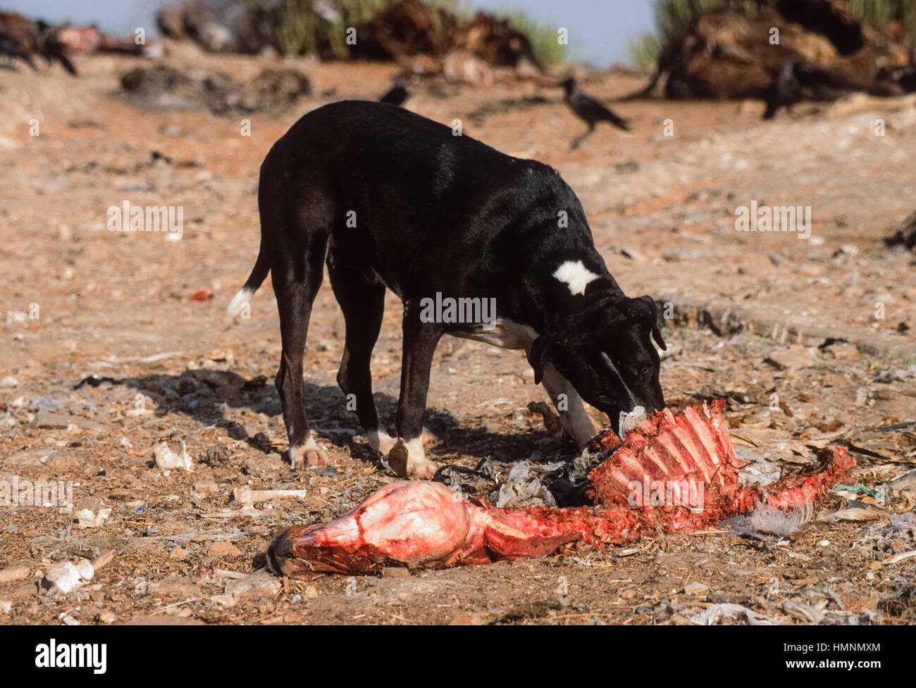 Wilde Hunde um ein Tier Aufräumvorgang Müllhalde, Rajasthan, Indien Stockfoto
