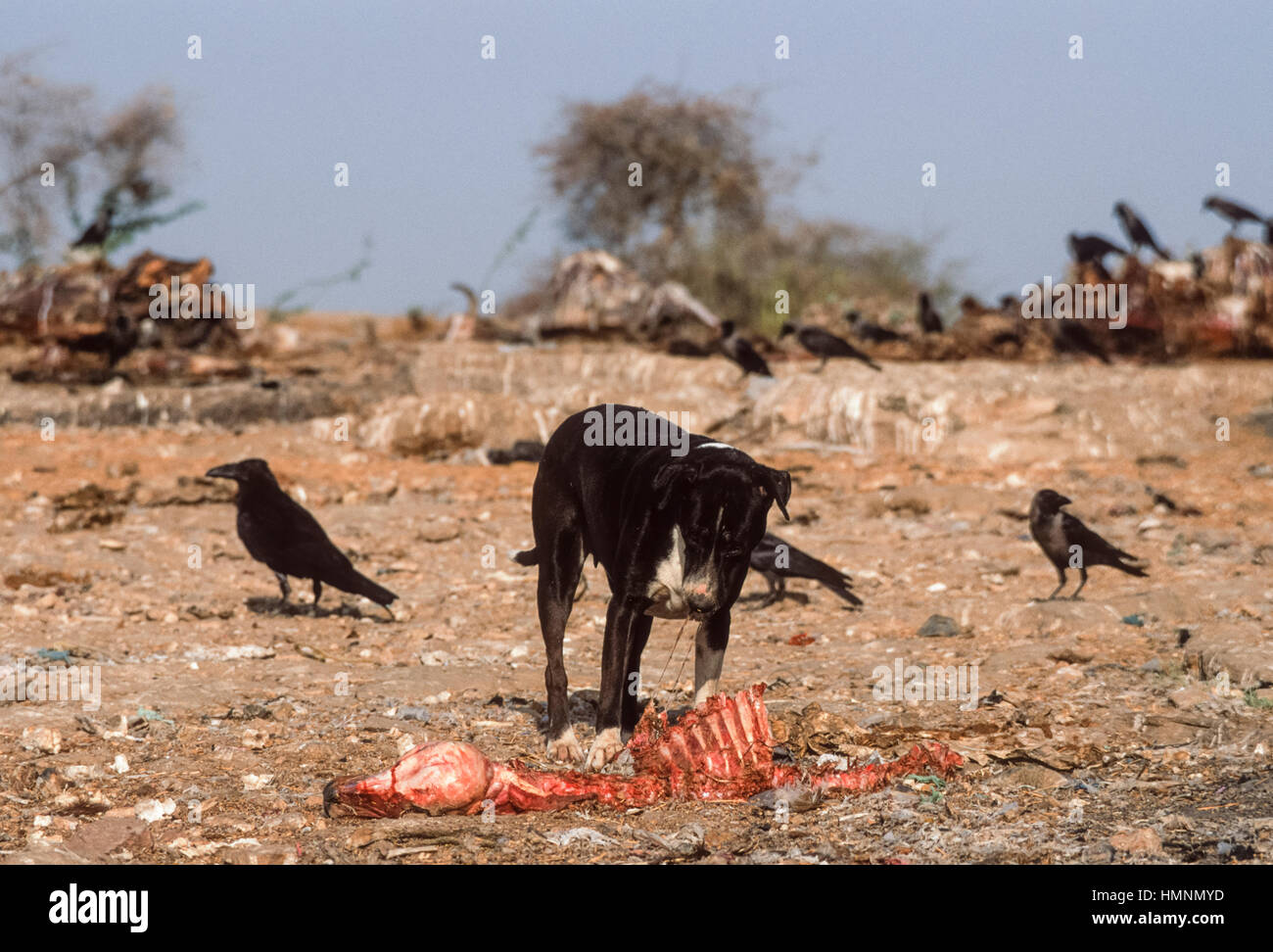 Wilde Hunde um ein Tier Aufräumvorgang Müllhalde, Rajasthan, Indien Stockfoto