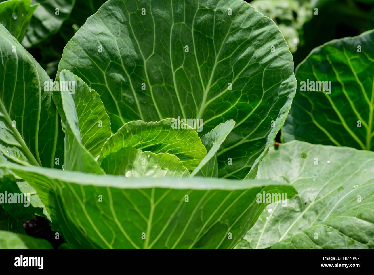 Weißkohl in den Garten Weißkohl im Garten Stockfoto