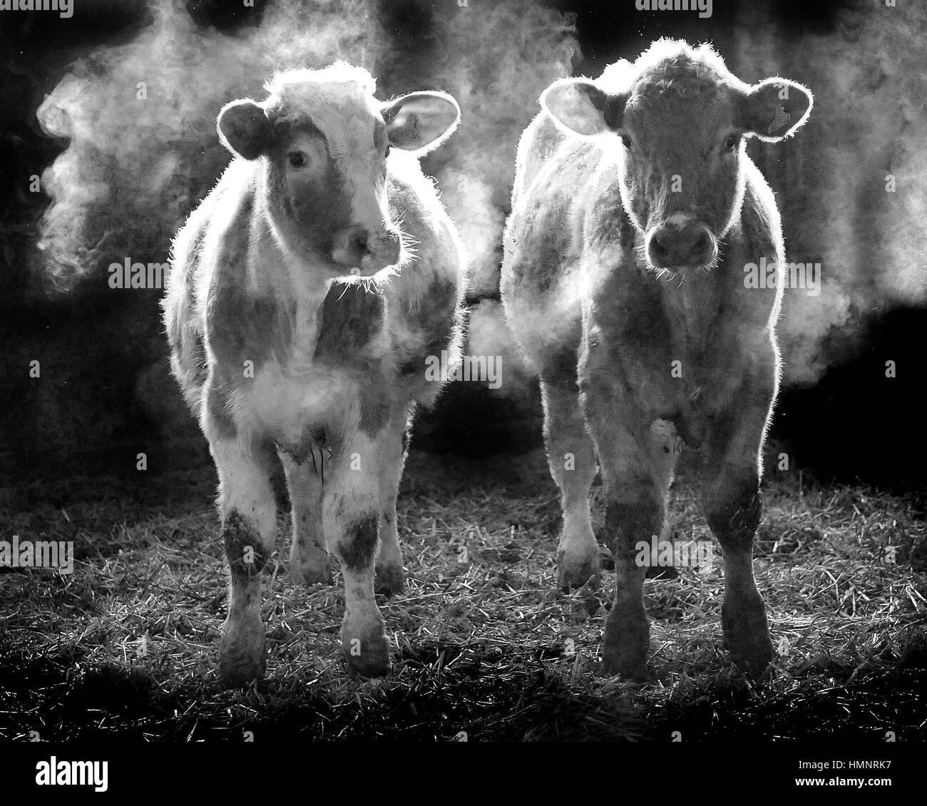 atmosphärische Kühe atmen in Scheune schwarz / weiß Stockfoto