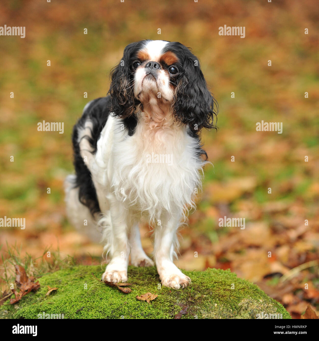 King Charles Spaniel Stockfoto