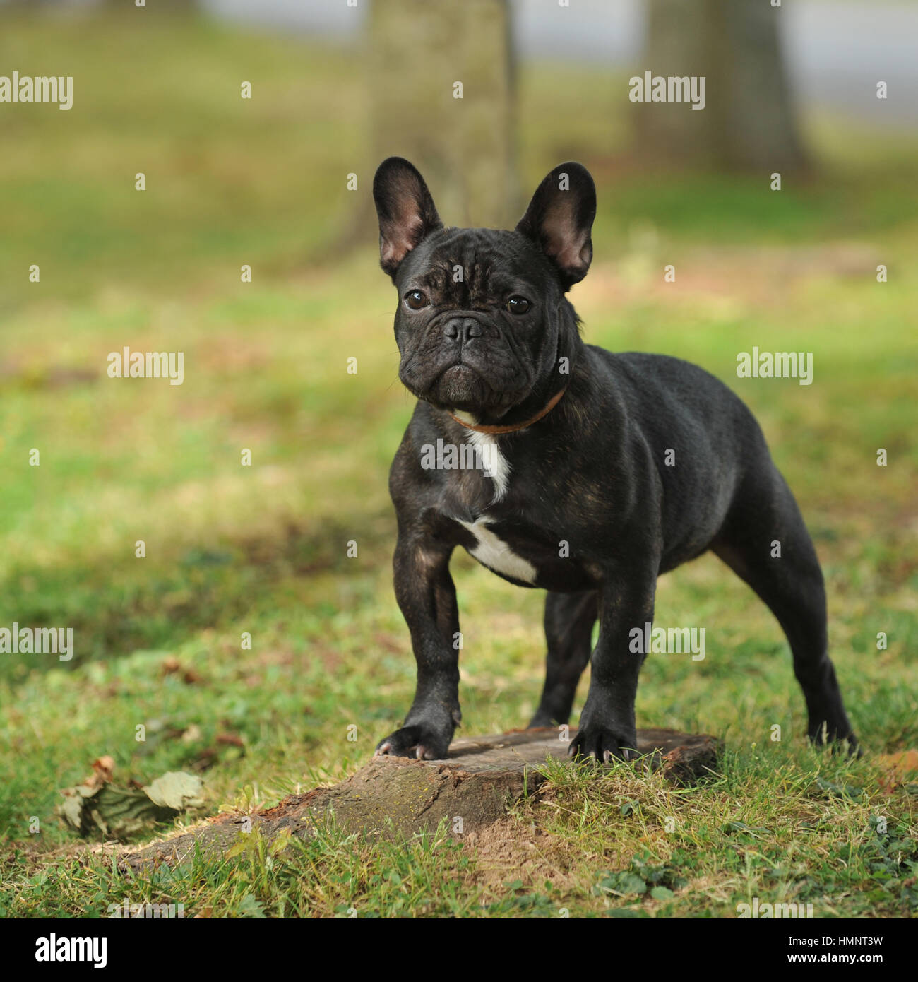 schwarze französische Bulldogge Stockfotografie - Alamy
