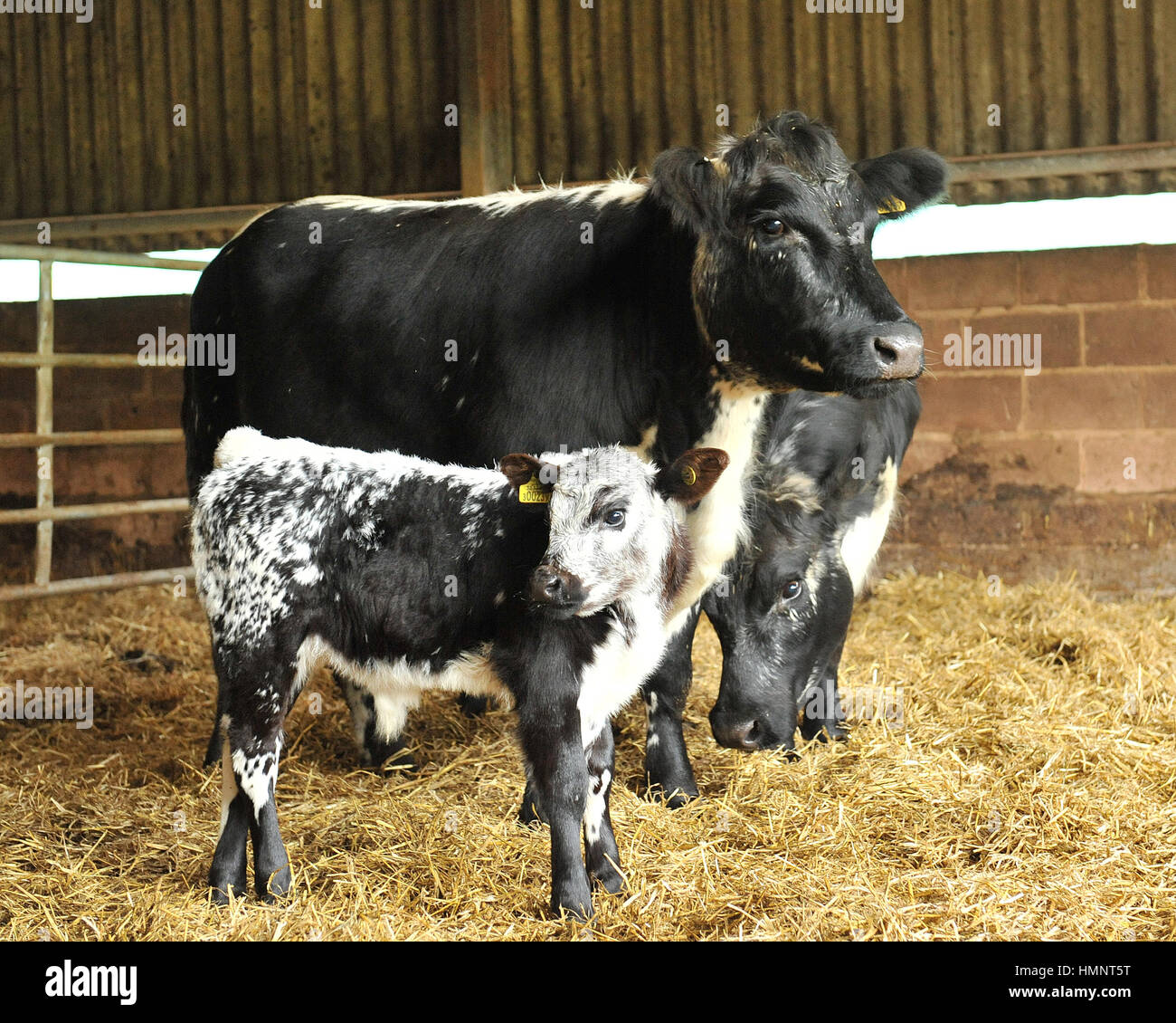 Speckle Park Kühe und Kalb Stockfoto
