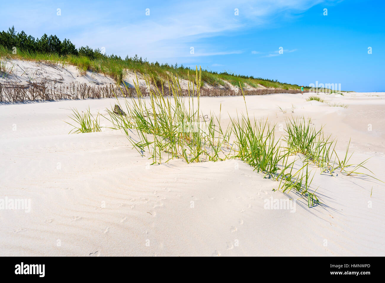 Grüner Rasen auf Sanddüne auf Lubiatowo Strand, Ostsee, Polen Stockfoto