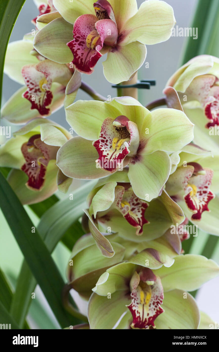 Orchideen wachsen in einem Gewächshaus Stockfoto