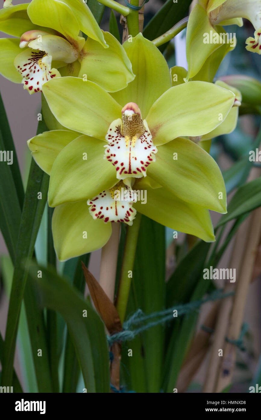 Orchideen wachsen in einem Gewächshaus Stockfoto