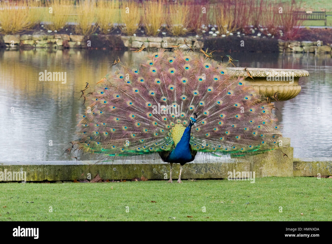 Pfau mit Federn am Ufer eines Sees aufgefächert Stockfoto
