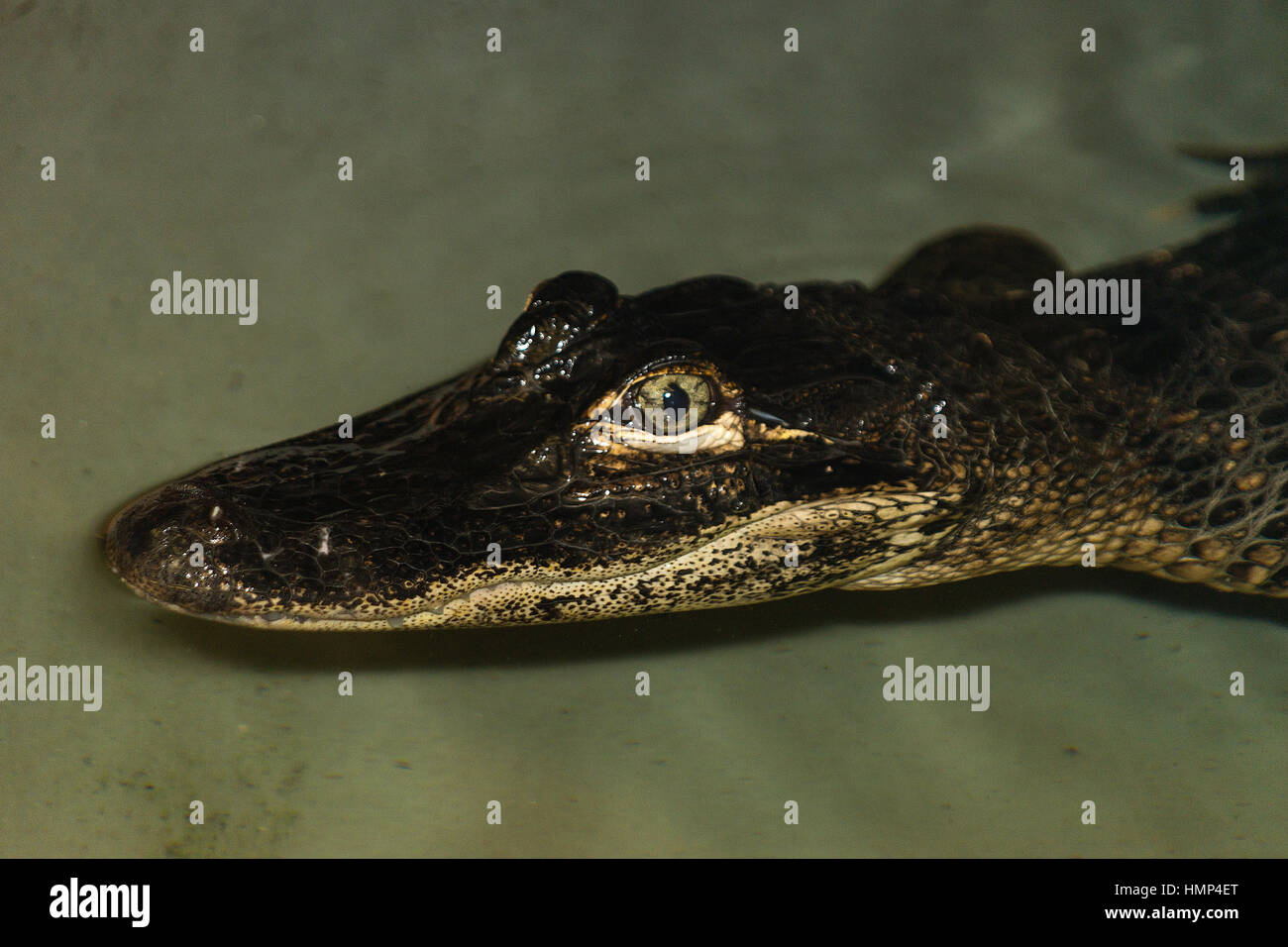 Alligator durch seichtes Wasser, Nahaufnahme Auge detail Stockfoto