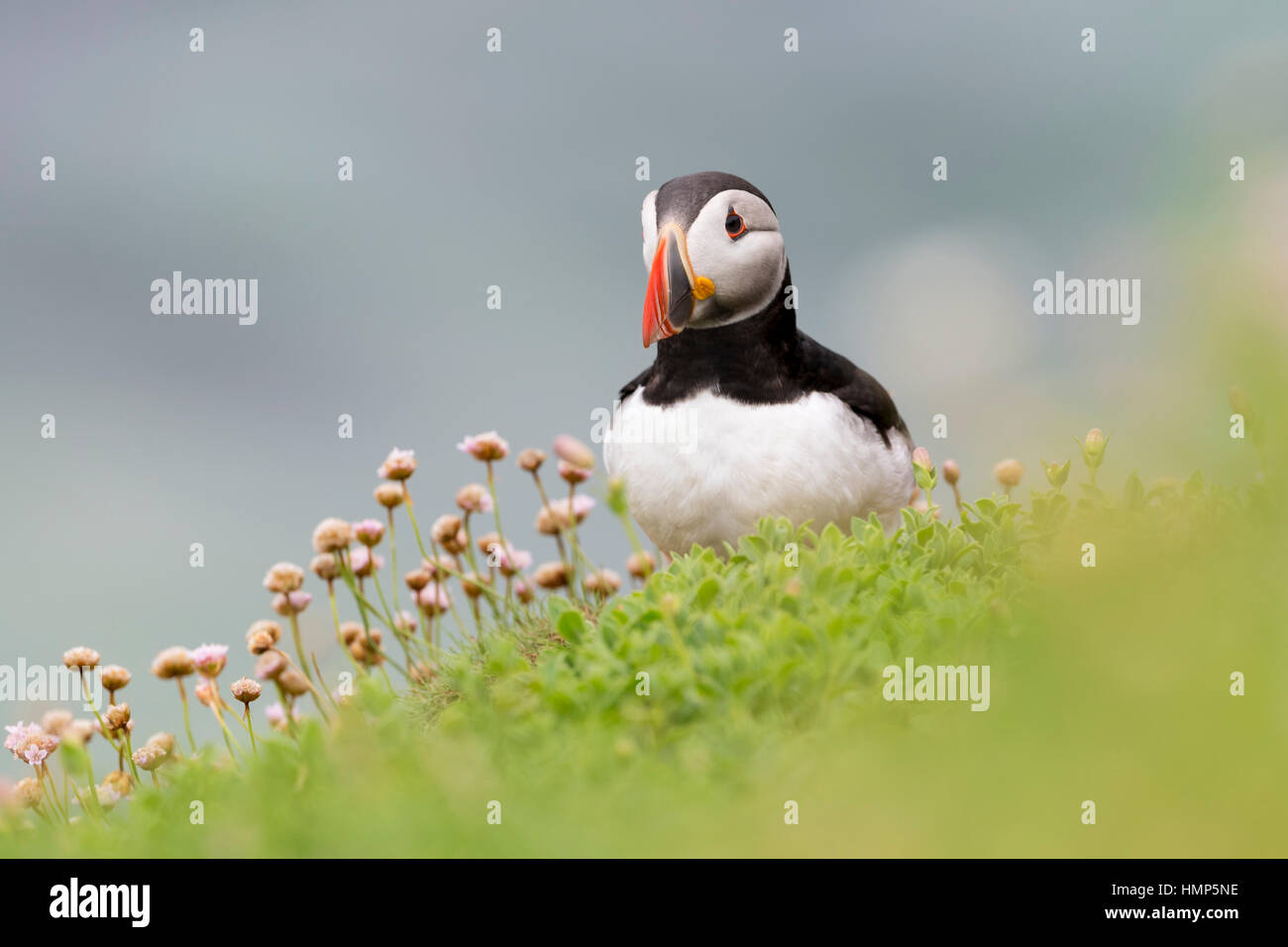 Papageitaucher (Fratercula Arctica) Erwachsenen, stehend unter blühenden Meer Sparsamkeit, große Saltee Saltee Inseln, Irland. Stockfoto